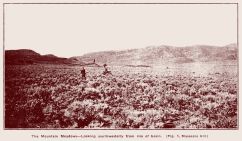 mountainmeadowsp19thumb.jpg (9816 bytes)