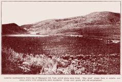 mountainmeadowsp30thumb.jpg (12654 bytes)